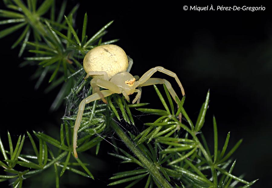 Misumena vatia