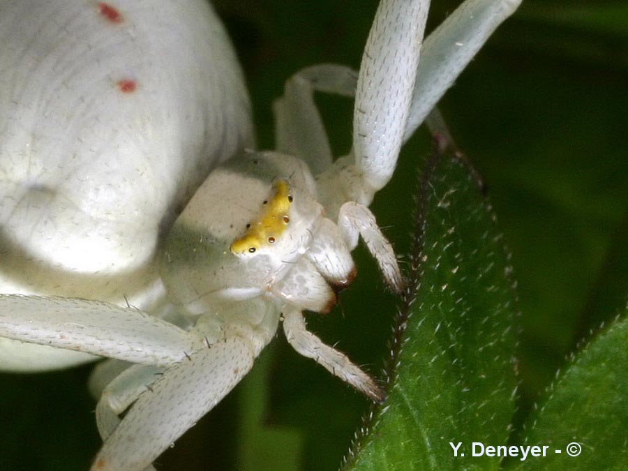 Misumena vatia