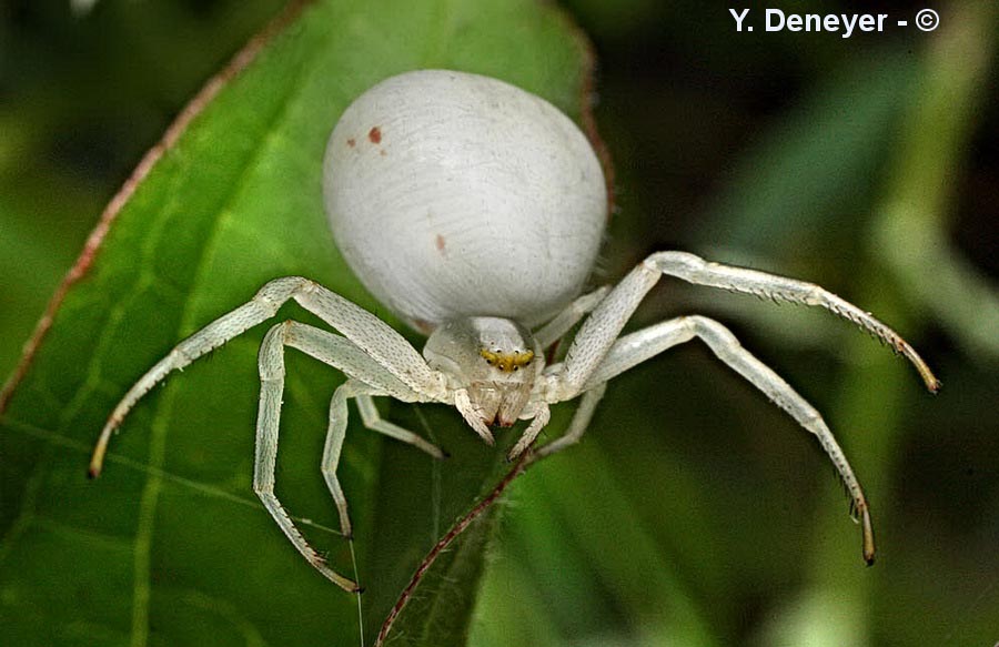 Misumena vatia