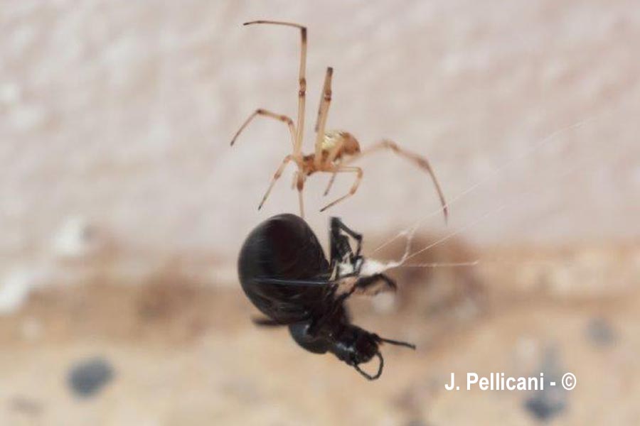 Enoplognatha ovata (théridion ovoïde)