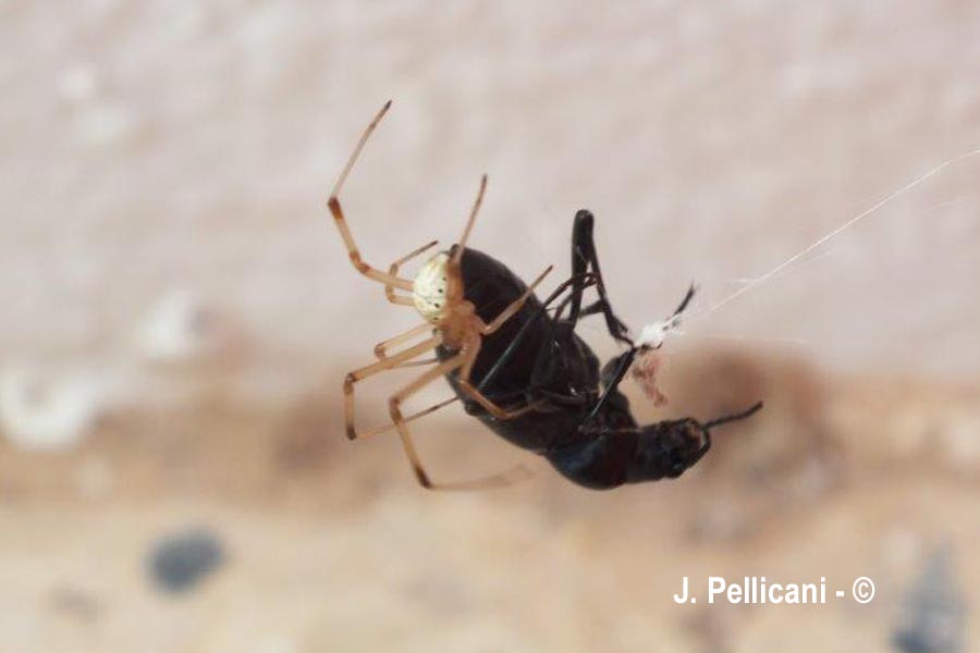 Enoplognatha ovata (théridion ovoïde)