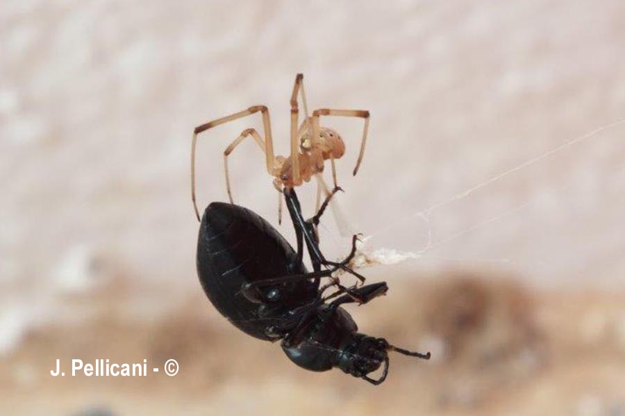 Enoplognatha ovata (théridion ovoïde)