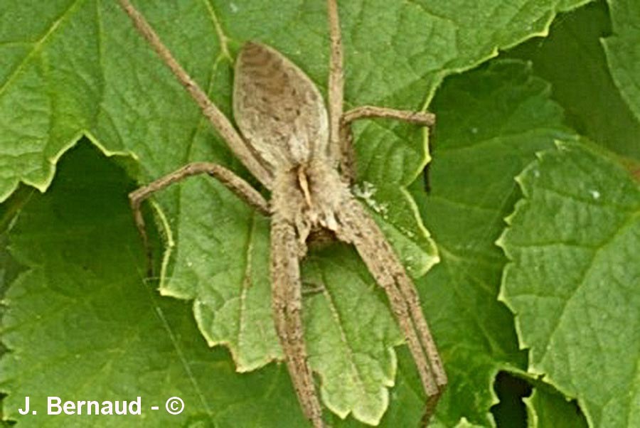 Pisaura mirabilis