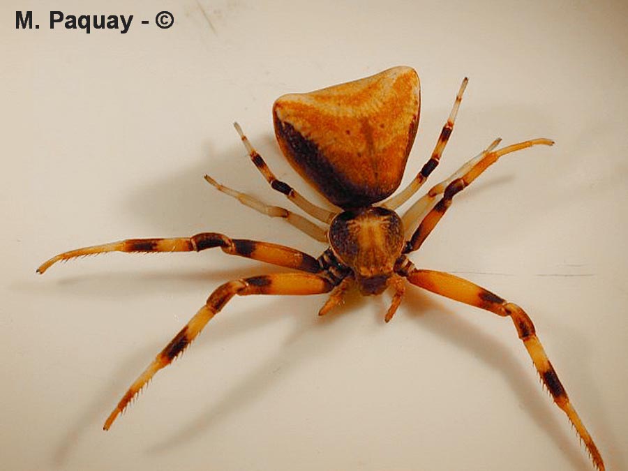 Pistius truncatus