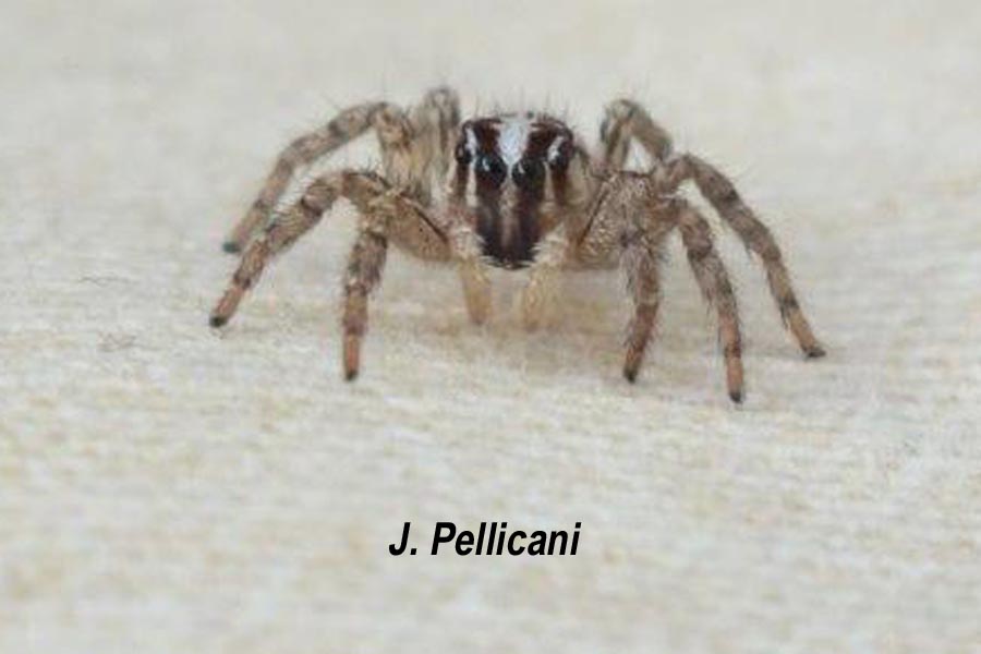 Plexippus paykulli