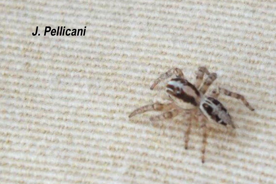 Plexippus paykulli