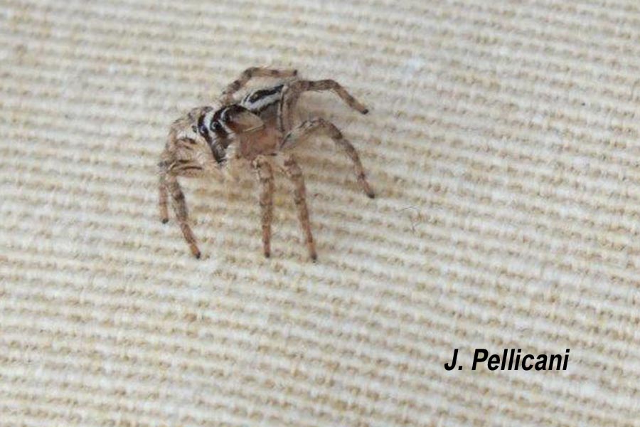 Plexippus paykulli