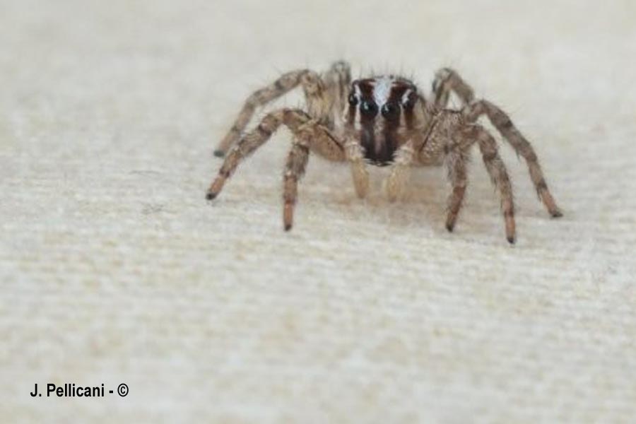 Plexippus paykulli