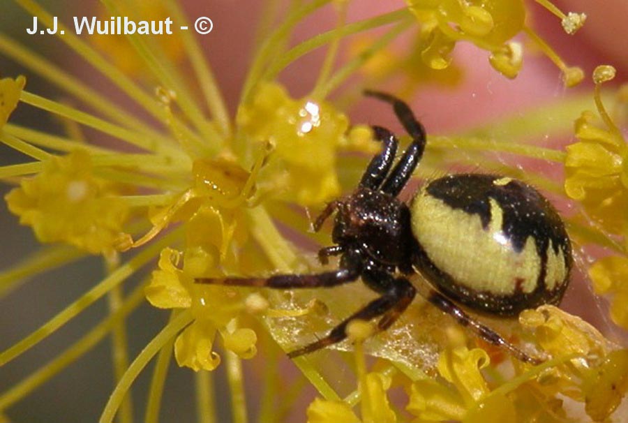 Synema globosum