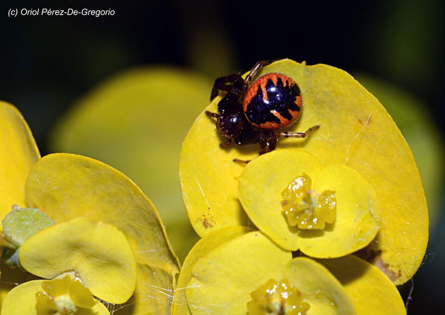 Synema globosum