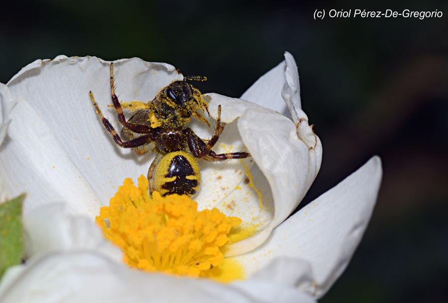 Synema globosum