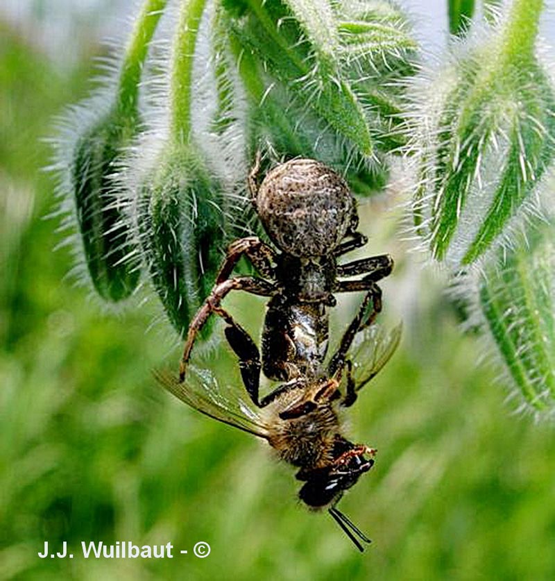 Xystiscus bifasciatus