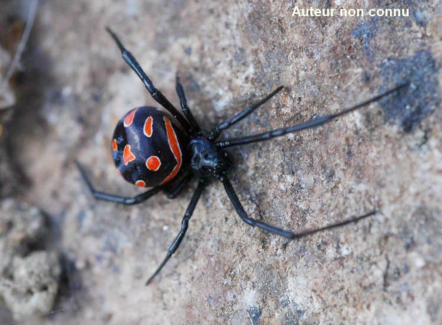Latrodectus tredecimguttatus