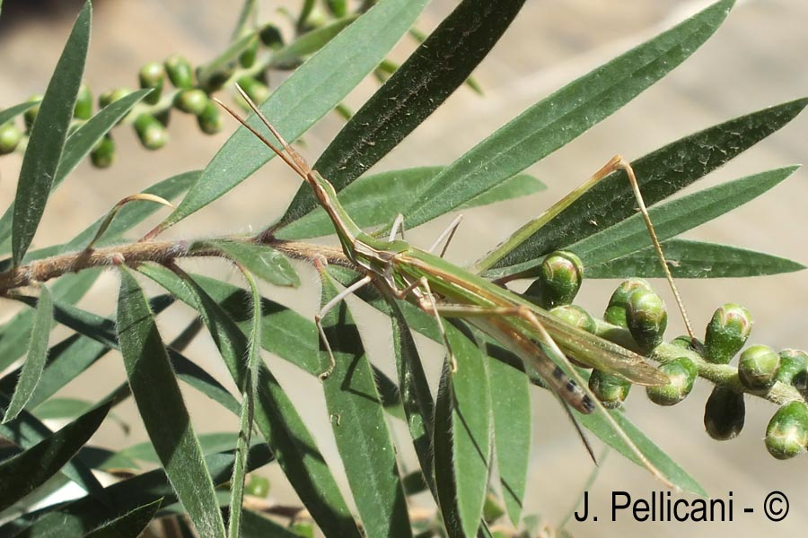 Acrida ungarica (truxale méditerranéenne)