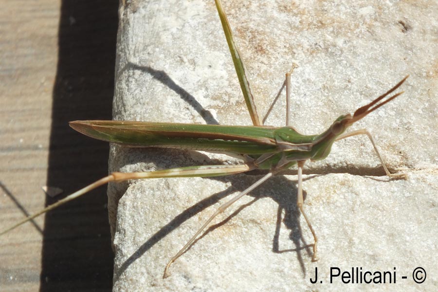 Acrida ungarica (truxale méditerranéenne)