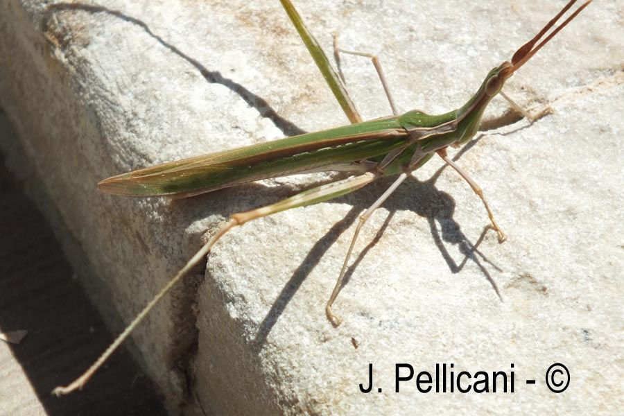 Acrida ungarica (truxale méditerranéenne)