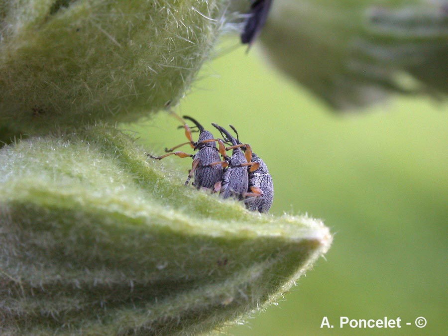 Apion sp. (charançons)