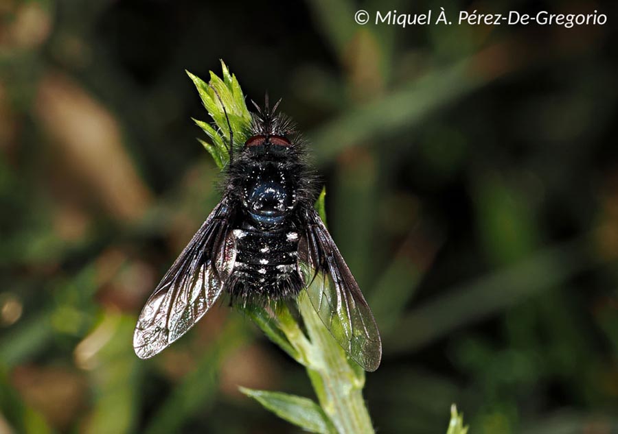 Bombylella atra