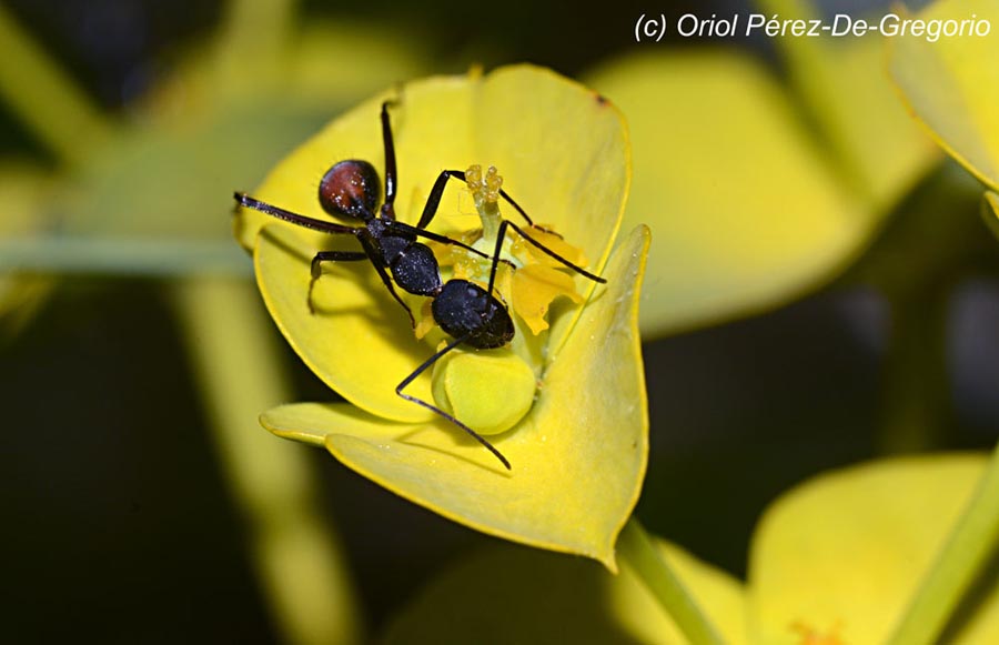 Camponotus cruentatus