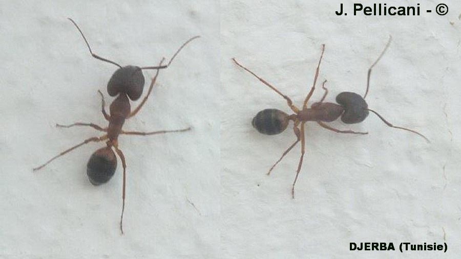 Camponotus vagus