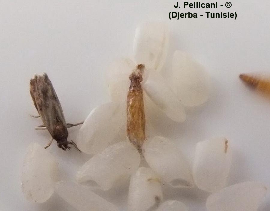 Corcyra cephalonica (Pyrale du riz, teigne du riz)