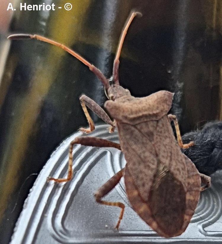 Coreus marginatus (corée marginée)
