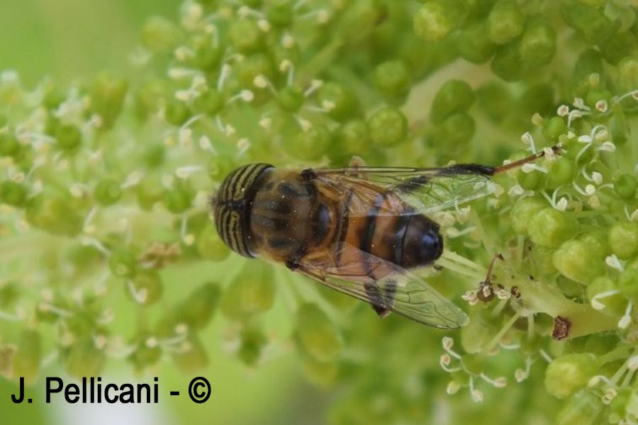  Eristalinus taeniops (éristale aux yeux rayés, syrphe aux yeux tigrés)