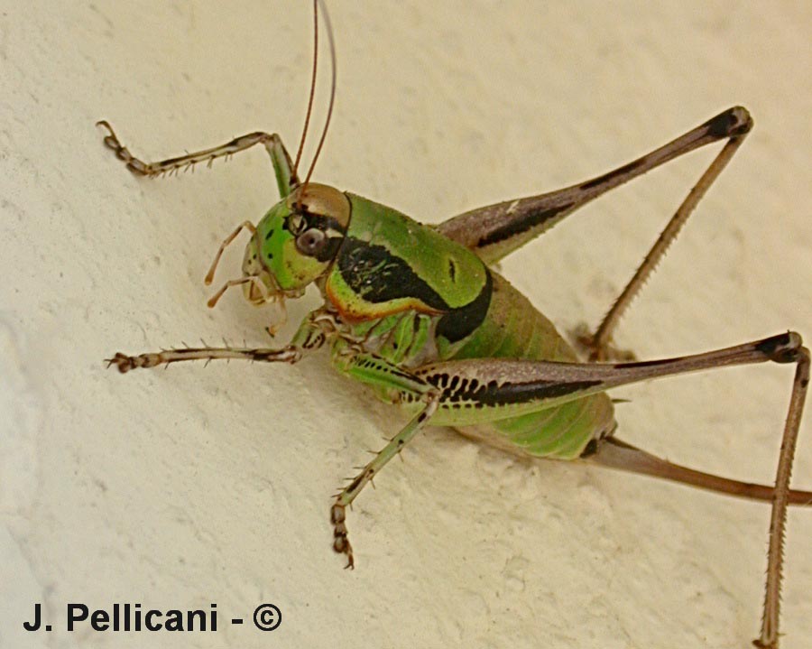 Eupholidoptera chabrieri