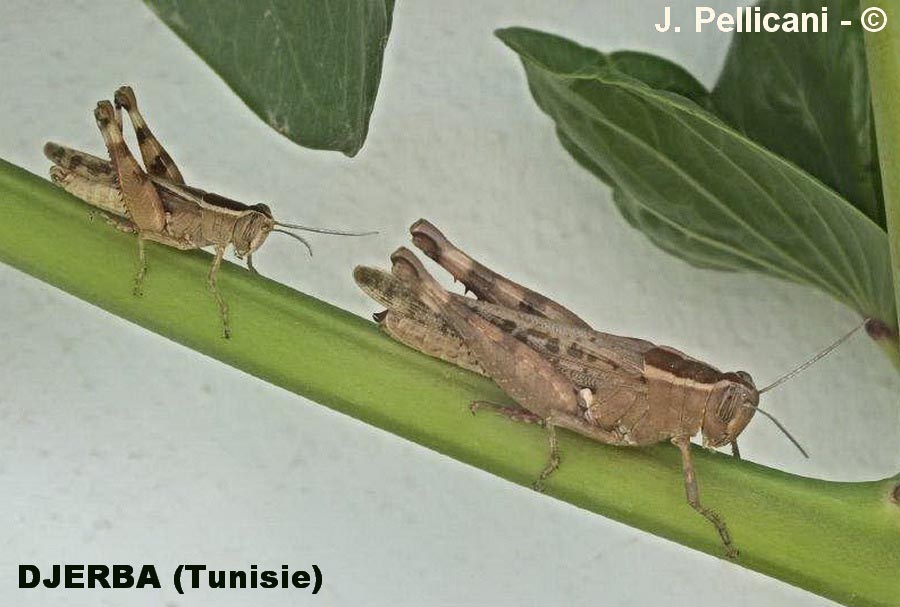 Heteracris littoralis