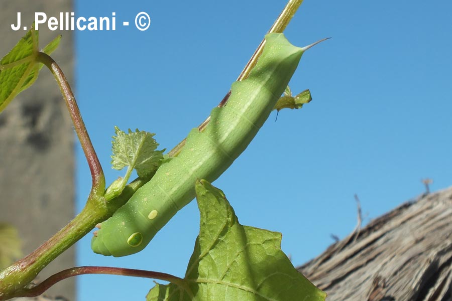 Hippotion celerio(sphynx Phoenix)