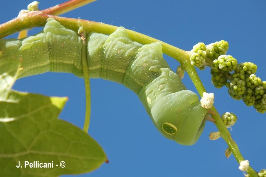 Hippotion celerio(sphynx Phoenix)