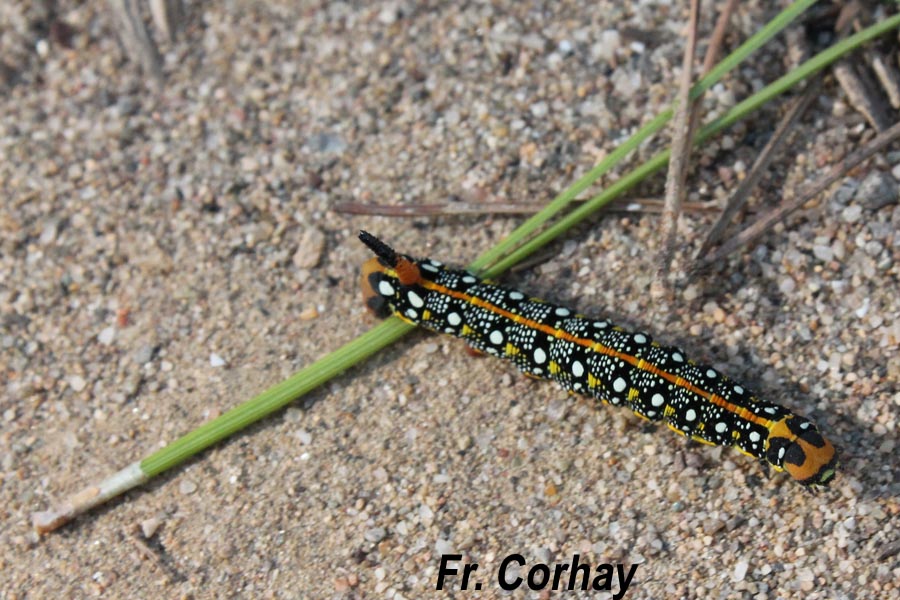 Hyles euphorbiae