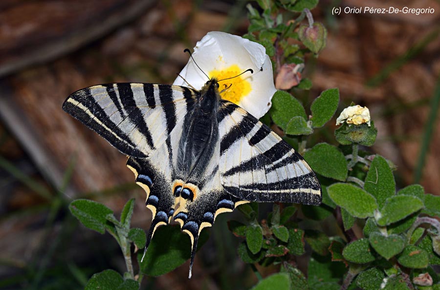 Iphiclides feisthamelii