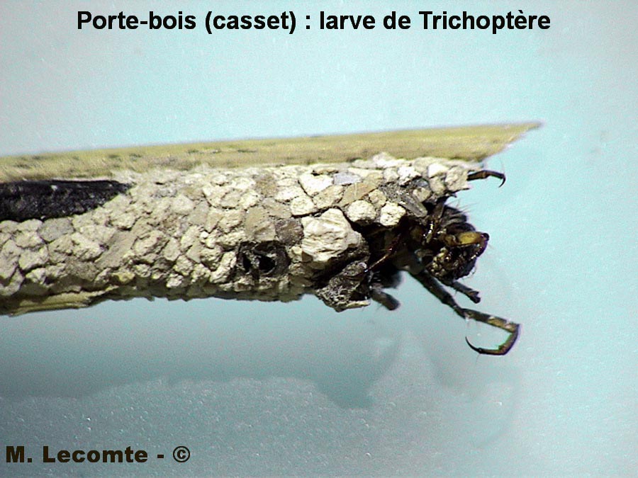 Tricoptera sp. (larves)