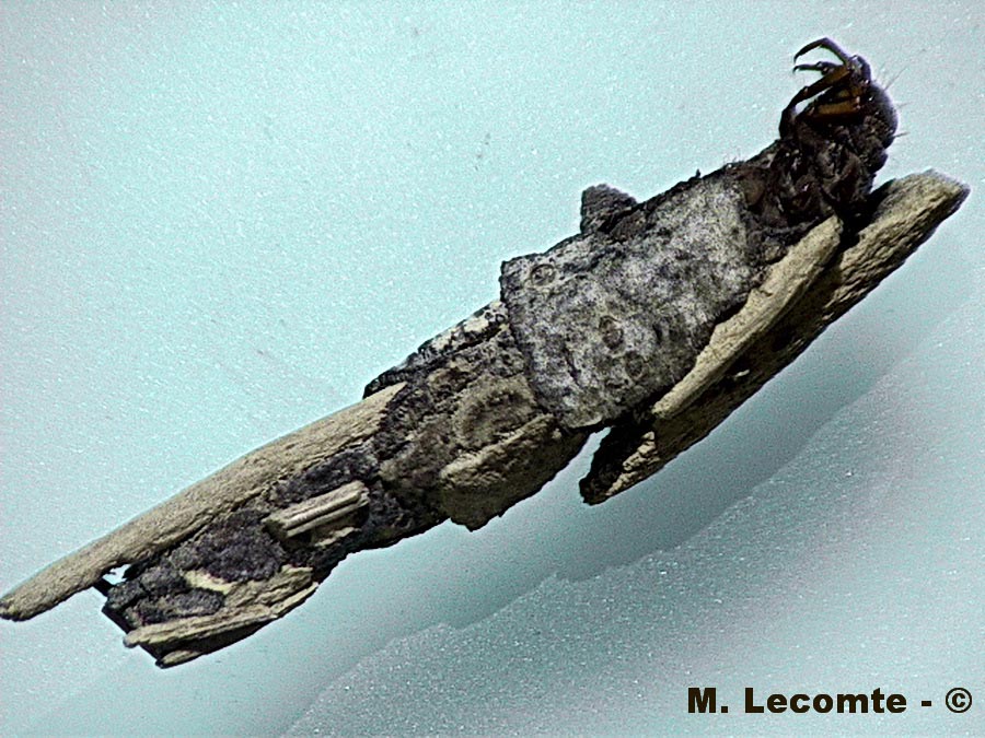 Tricoptera sp. (larves)