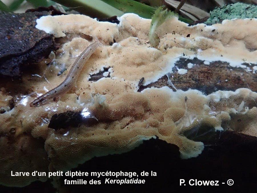 Keroplatidae (larves, nématocère)