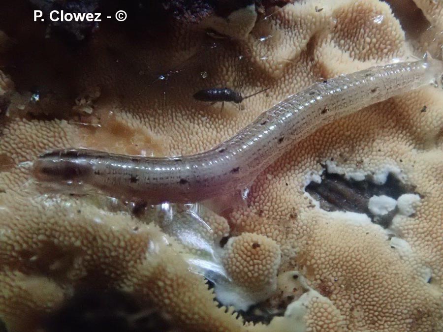 Keroplatidae (larves, nématocère)