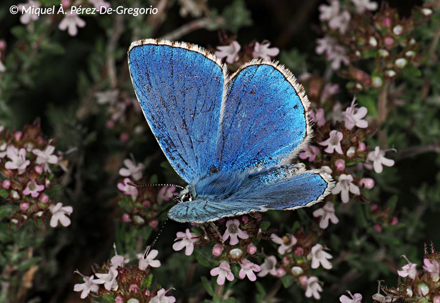 Lysandra bellargus (Polyommatus bellargus)