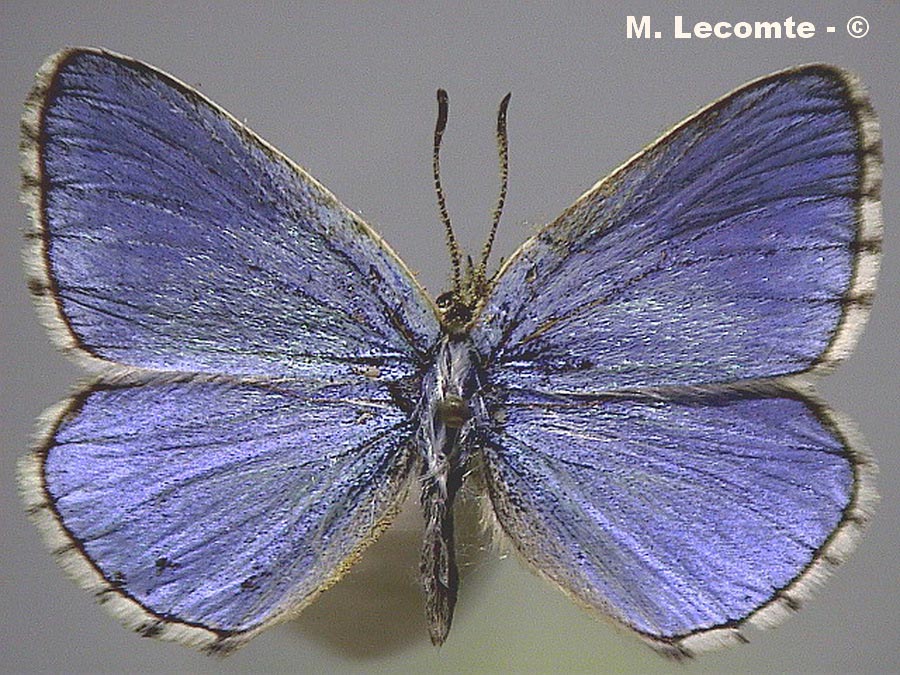 Lysandra bellargus (Polyommatus bellargus)