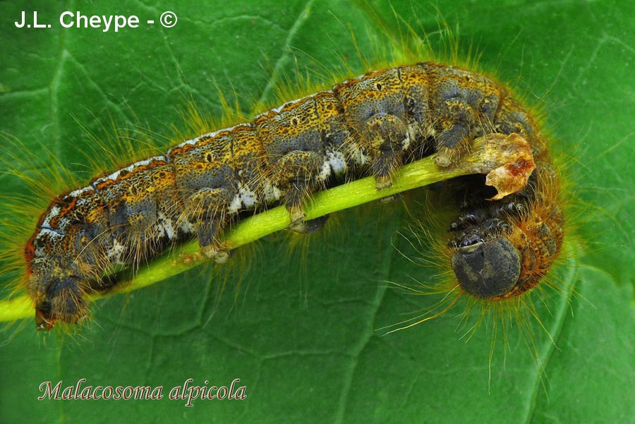 Malacosoma alpicola