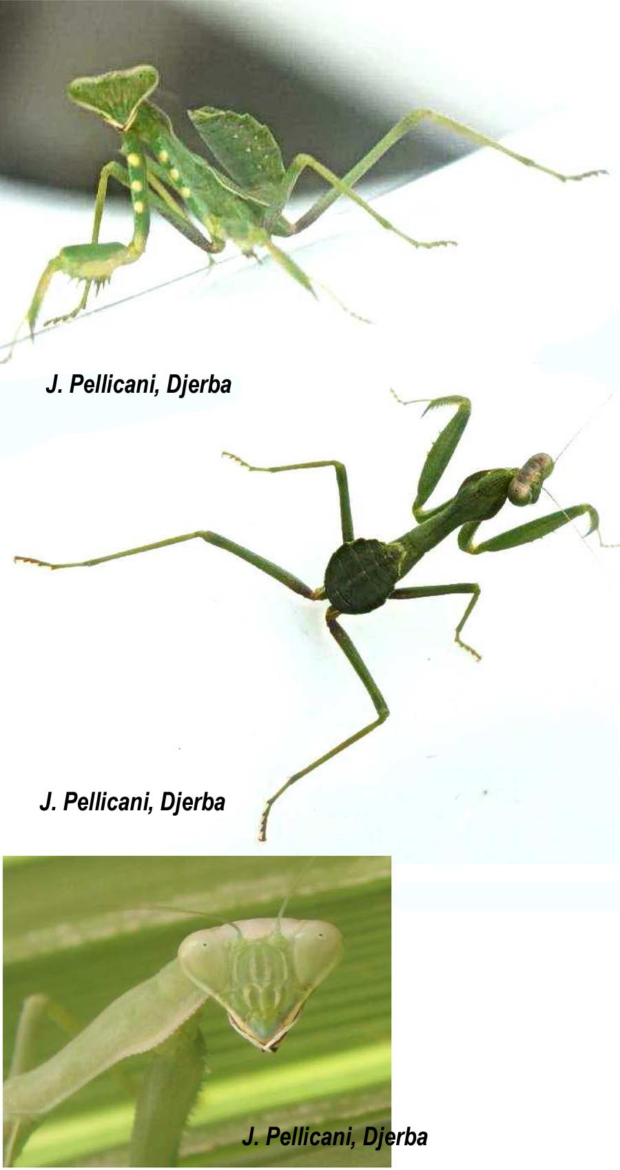 Mantis religiosa