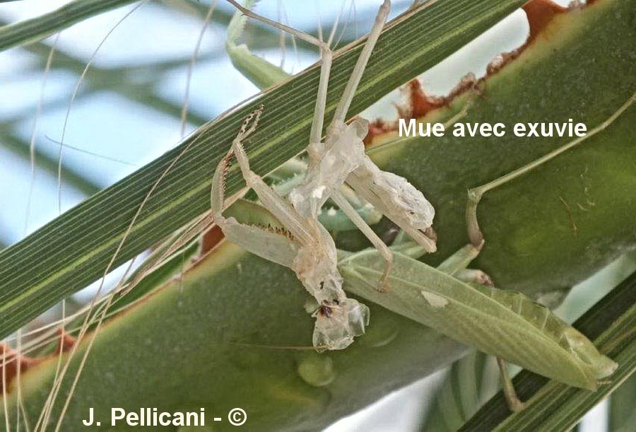 Mantis religiosa
