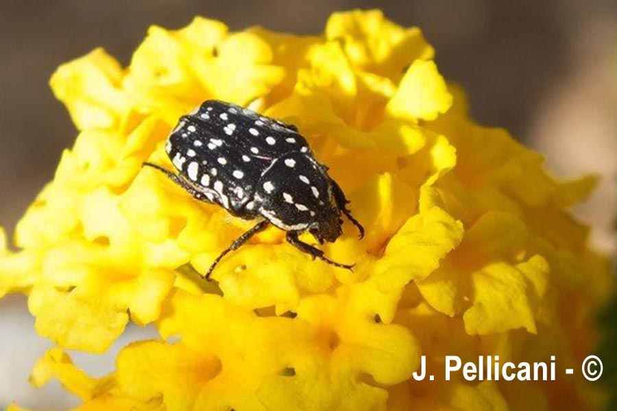 Oxythyrea funesta