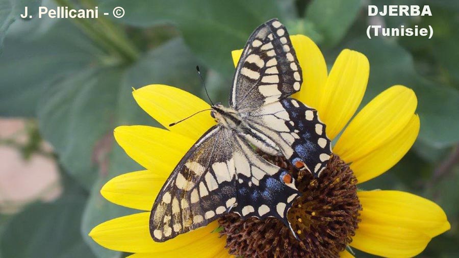 Papilio machaon