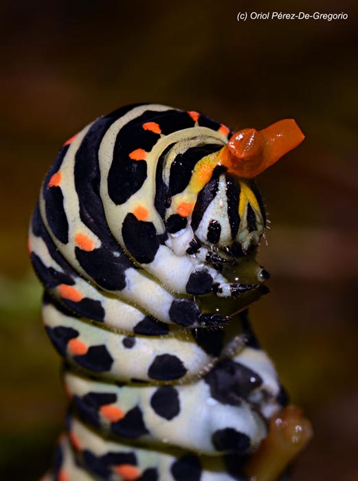 Papilio machaon