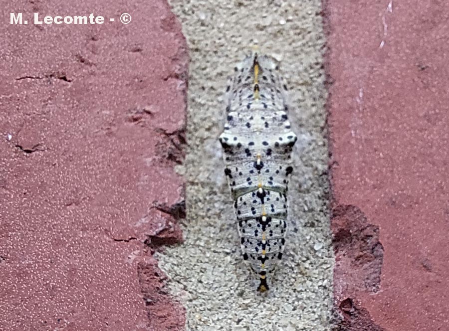 Pieris brassicae