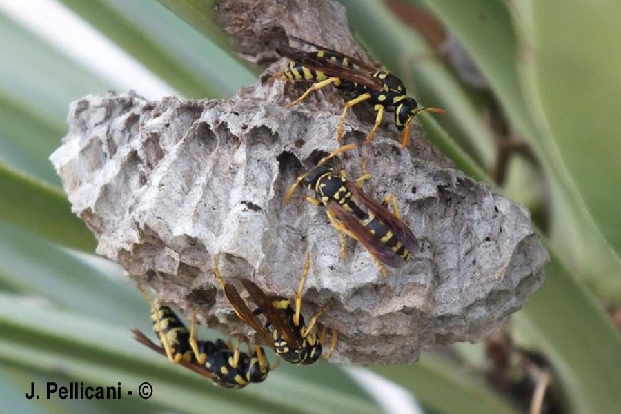 Polistes gallicus