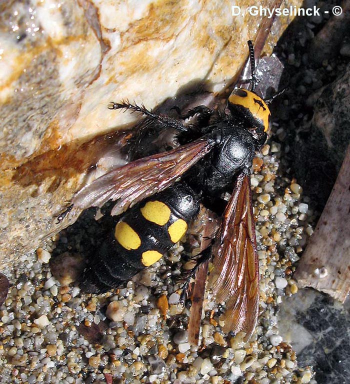 Megascolia maculata (Scolia maculata)