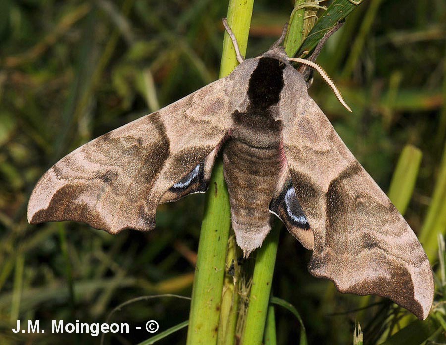 Smerinthus ocellatus
