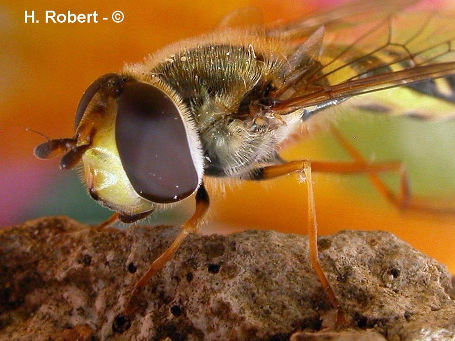 Syrphus sp.